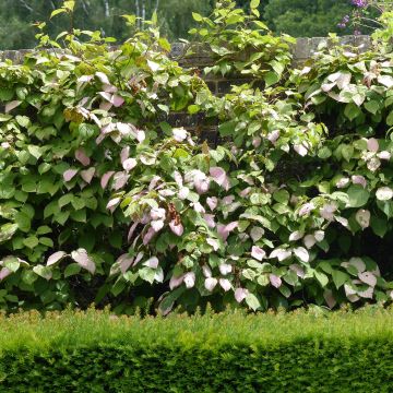 Actinidia kolomikta Adam - Kiwi siberiano