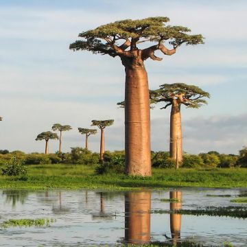 Adansonia grandidieri - Baobab de Grandidier