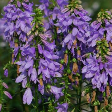 Adenophora confusa Fairy Bells Gaudi Violet