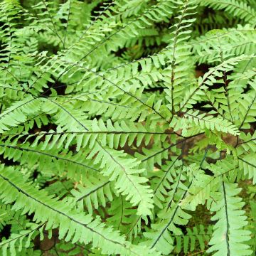 Adiantum aleuticum Imbricatum