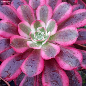 Aeonium arboreum Medusa