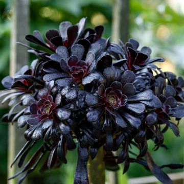 Aeonium arboreum var. atropurpureum Schwarzkopf