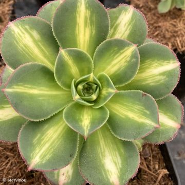 Aeonium Starburst