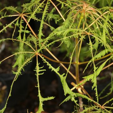 Aesculus hippocastanum Laciniata - Castaño de Indias