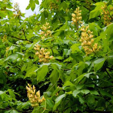 Aesculus flava - Pavier, Marronnier jaune