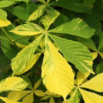 Aesculus hippocastanum Franek - Castaño de Indias