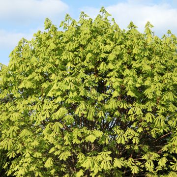 Aesculus hippocastanum Memmingeri - Castaño de Indias