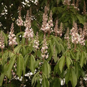 Aesculus indica Sydney Pearce - Castaño de Indias