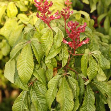 Aesculus pavia Humilis - Castaños