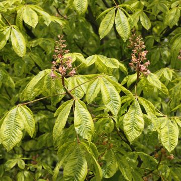 Aesculus carnea Marginata - Castaño de Indias rojo híbrido​