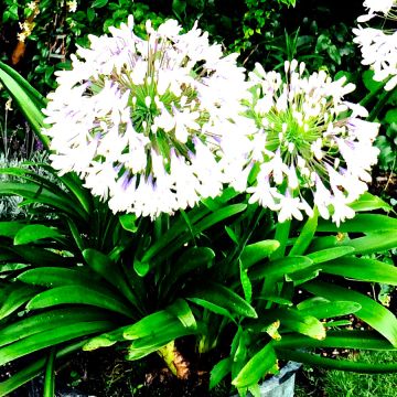 Agapanthus campanulatus var. albidus - Lirio africano