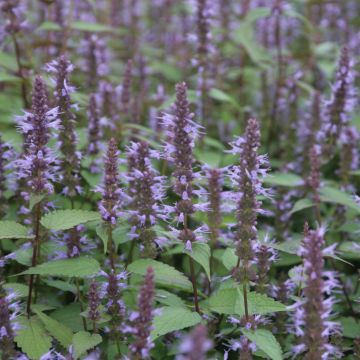 Agastache rugosa After Eight - Menta coreana