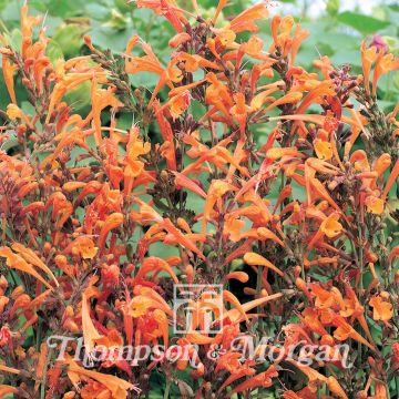 Agastache aurantiaca Apricot Sprite (semillas)