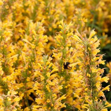 Agastache Poquito Butter Yellow