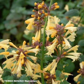 Agastache Summer Glow