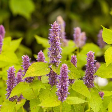 Agastache foeniculum Golden Jubilee (semillas)