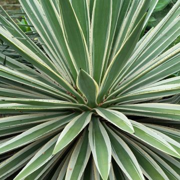 Bacanora - Agave angustifolia Marginata