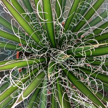 Cabuyo - Agave filifera