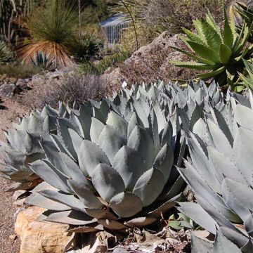 Mezcal - Agave parryi var. huachucensis