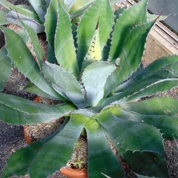 Mezcal - Agave parryi var. neomexicana