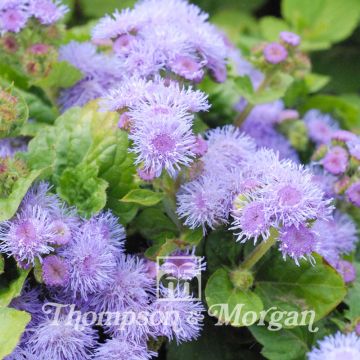 Ageratum houstonianum Blue Mink (semillas)