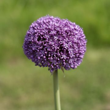 Allium Ambassador - Ajo decorativo