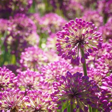 Allium Lavender Bubbles - Ajo decorativo