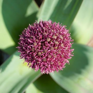 Allium Ostara - Ajo decorativo