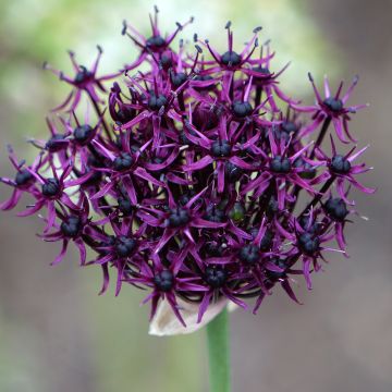 Allium atropurpureum - Ajo decorativo