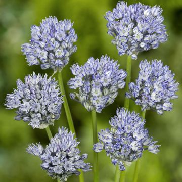 Allium caesium - Ajo azul