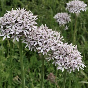 Allium nigrum ssp multibulbosum - Ajo decorativo