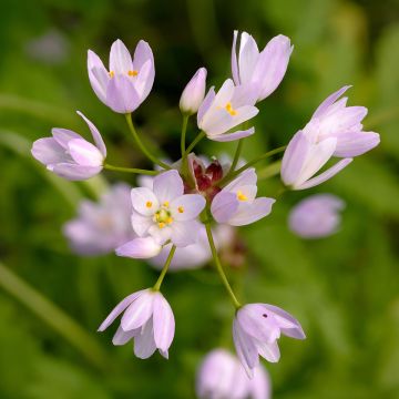 Allium roseum - Ajo de culebra