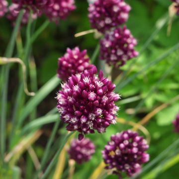 Allium rotundum - Ajo decorativo