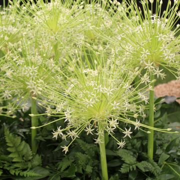 Allium schubertii Arctic Snow - Ajo decorativo