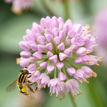 Allium Lisa Green - Ajo decorativo