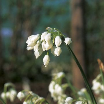 Allium paradoxum var. normale - Ajo decorativo