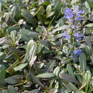 Ajuga Noble Nightingale - Búgula