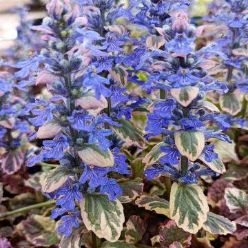 Ajuga reptans Burgundy Glow