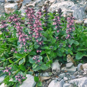 Ajuga reptans Pink Elf