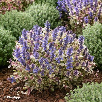 Ajuga Princess Nadia - Búgula