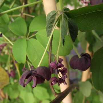 Akebia pentaphylla - Akebi