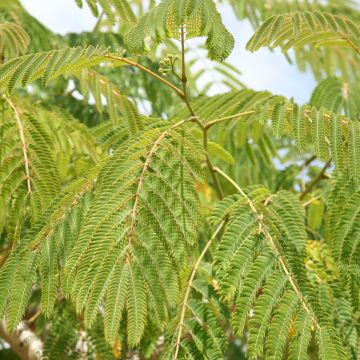 Acacia de Constantinopla Ernest Wilson - Albizia