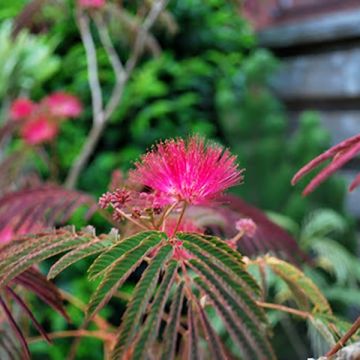 Acacia de Constantinopla Evi's Purple - Albizia