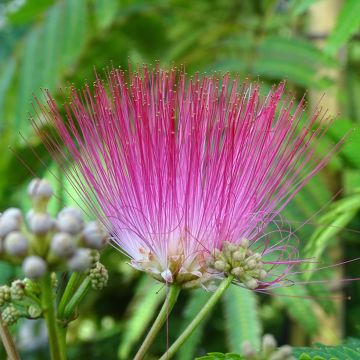 Acacia de Constantinopla Rouge Selection - Albizia