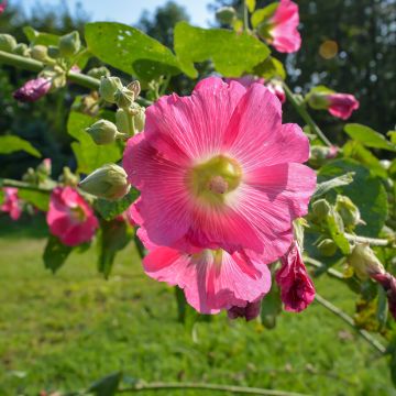 Alcea ficifolia - Malva real