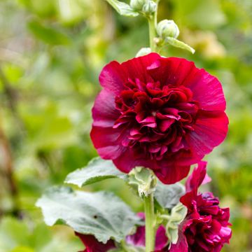 Alcea rosea Chatter's Red - Malva real