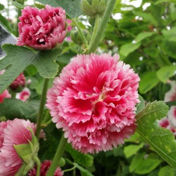 Alcea rosea Fiesta Time - Malva real