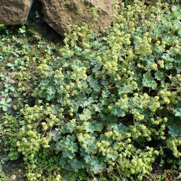 Alchemilla caucasica - Alquemila