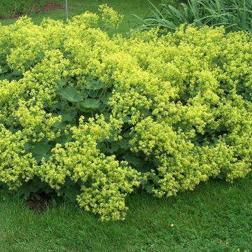 Alchemilla mollis Thriller - Alquémila