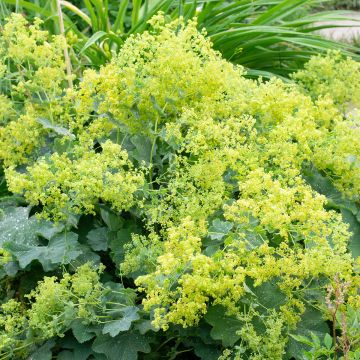 Alchemilla mollis - Alquémila